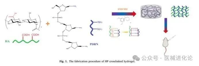 Structural confirmation of amino acid cross-linked sodium hyaluronate (Hyaluronic Acid, HA)