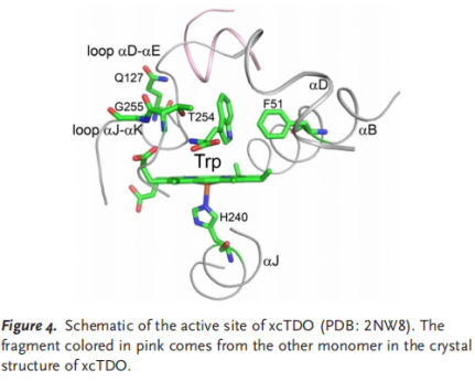Directed Evolution of a Tryptophan 2,3-Dioxygenase for the Diastereoselective Monooxygenation of Tryptophans （Palmitoylethanolamide and Uracil produced by Wuxi Furtherpharm）